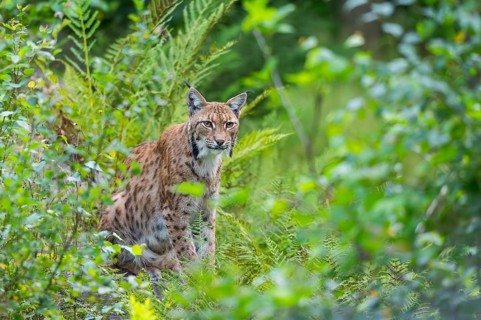 Eurasian lynx (Lynx lynx) in the middle of bushes in summer, Bavaria, Germany