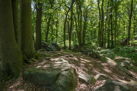 Rocks in green beech forest, Ore Mountains, Czech Republic, May 2024