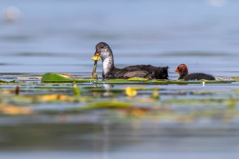 Eurasian Coot (Fulica atra) young bird from first brood leading young bird from second brood,