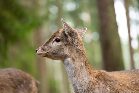 European fallow deer (Dama dama) doe, portrait, in a forest in autumn, Bavaria, Germany