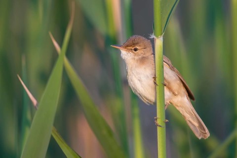 Eurasian Reed Warbler (Acrocephalus scirpaceus) in reeds, Poland