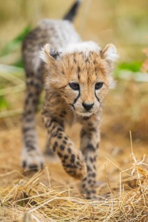 Cheetah (Acinonyx jubatus) youngster walking on a meadow, captive, occurrence Africa