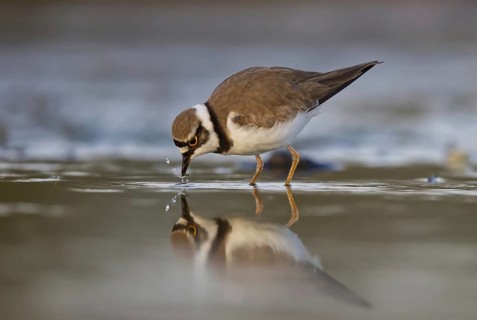 Little Ringed Plover (Charadrius dubius) male foraging, North Rhine-Westphalia, Germany