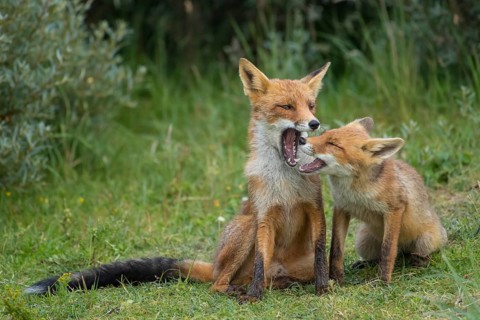 Red Fox (Vulpes vulpes) mother with young in grassland, Netherlands