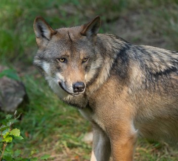 Wolf (Canis lupus) portrait, captive, Bavarian Forest National Park, Bavaria, Germany