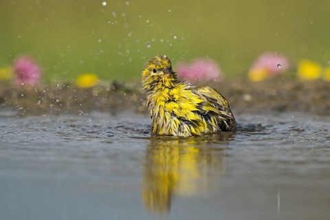 European Serin (Serinus serinus) bathing at a waterhole, Aosta Valley, Italy