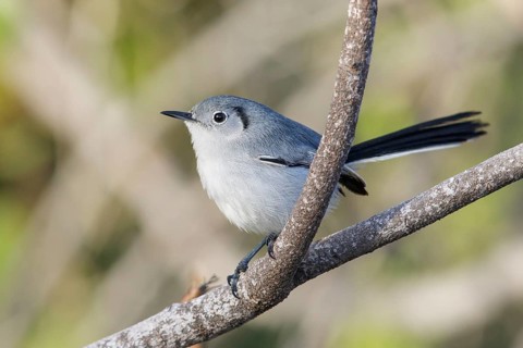 Cuban gnatcatcher (Polioptila lembeyei) perched on a branch in Cuba