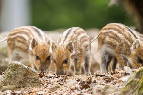 Wild boar (Sus scrofa) piglets standing in a forest, Bavaria, Germany