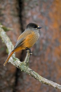 Siberian jay (Perisoreus infaustus, Corvus infaustus) perched in spruce tree in autumn forest,