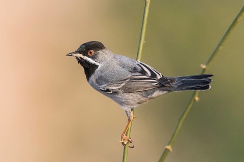Rüppell's Warbler (Sylvia ruppeli) male, Eilat, Israel
