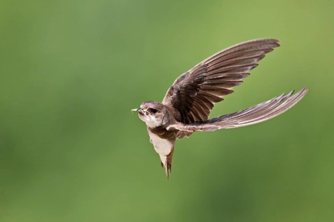Sand martin (Riparia riparia), in flight with food in its beak, Reussegg nature reserve, Canton