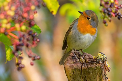 Rotkehlchen, European Robin, Robin, Erithacus rubecula, Rougegorge familier, Rougegorge, Petirrojo