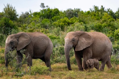 Herd of elephants with baby, African elephant (Loxodonta africana), Addo Elephant National Park,