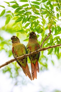 Deville Parakeet (Pyrrhura devillei) Pantanal Brazil
