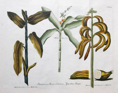 Banana, Banana Musa, Paradise Figs, hand-colored mezzotinto copper engraving from Phytanthoza