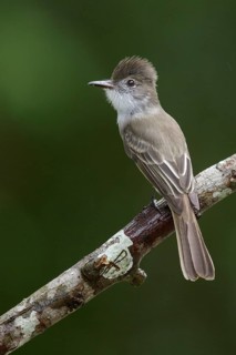 La Sagra's flycatcher (Myiarchus sagrae) perched on a branch in Cuba