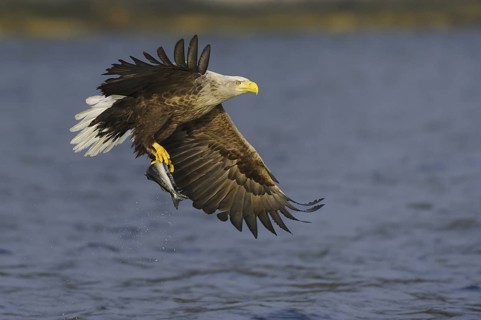 White-tailed Eagle (Haliaeetus albicilla) flying, Nord-Trondelag, Norway