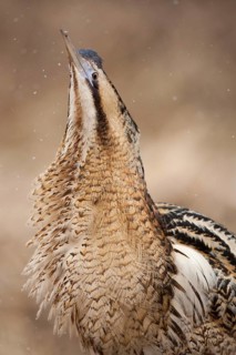 Eurasian Bittern (Botaurus stellaris) male, Nizhegorodskaya, Russia