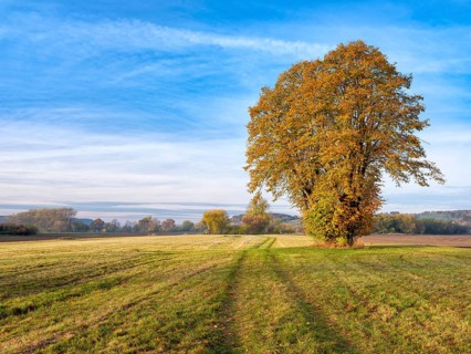Morning atmosphere in the Blütengrund, hiking trail leads through a meadow, trees in autumn