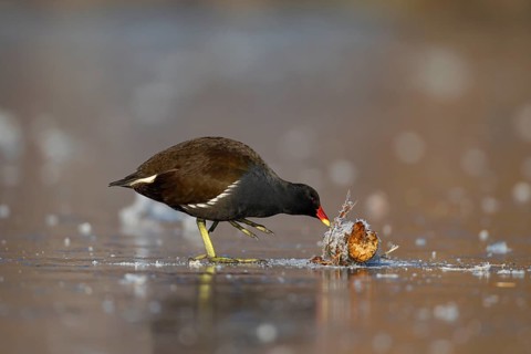 Moorhen (Gallinula chloropus) adult bird feeding on a frozen lake in winter, England, United