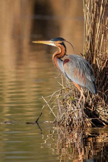 Purple Heron (Ardea purpurea), Baden-Wuerttemberg, Germany