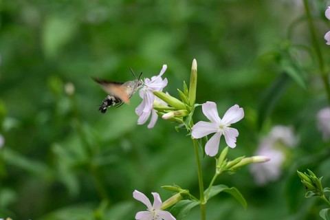 A dove tail (Macroglossum stellatarum) flies near pink flowers of soapwort (Saponaria officinalis)
