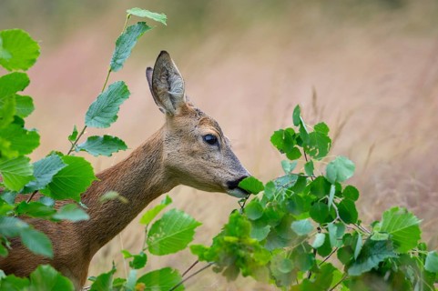 Female roe deer (Capreolus capreolus) in a meadow, grazing on a leaf, feeding, browsing, Vechta,