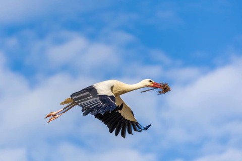White stork (Ciconia ciconia), flying with nesting material in its beak, Affenberg, Salem, Lake