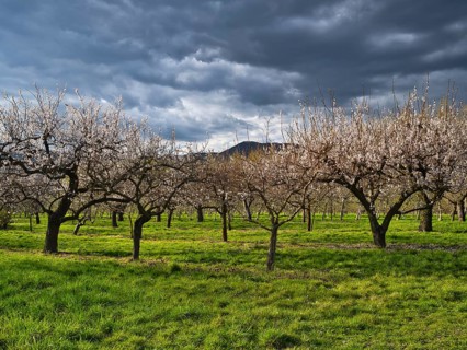 Apricot blossom in the Wachau, apricot trees, dramatic sky, spring, UNESCO World Heritage Site,