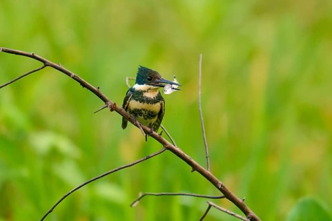 A kingfisher sits on a branch holding a fish in its beak against a lush green backdrop, Green