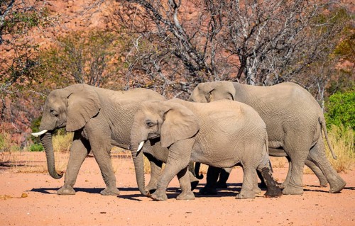 African elephant (Loxodonta africana), desert elephant, riverbed of the Ugab River, Damaraland,