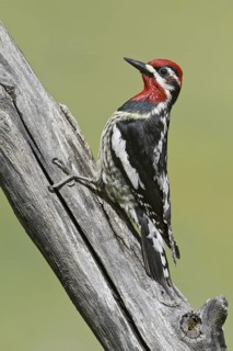 Red-naped Sapsucker (Sphyrapicus nuchalis) male, Alberta, Canada