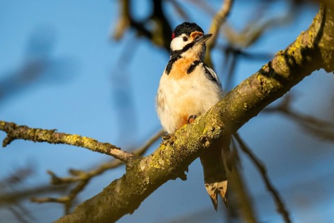 Great spotted woodpecker (Dendrocopos major) in a walnut tree, evening light, Baden-Württemberg,