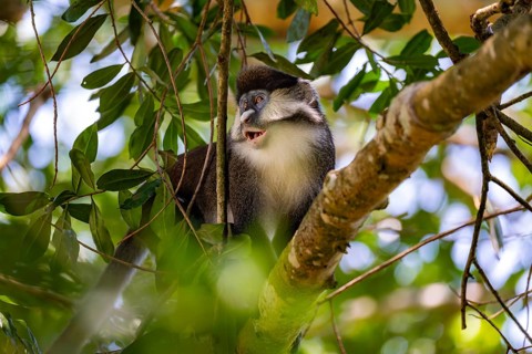 Red-tailed guenon or Congo white-nosed guenon (Cercopithecus ascanius schmidti), sitting on a tree,