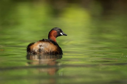 Little grebe or Dabchick (Tachybaptus ruficollis) adult bird on a lake, England, United Kingdom