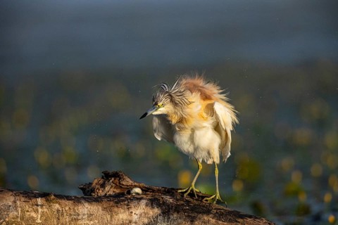 Squacco Heron (Ardeola ralloides) in the fog Hungary