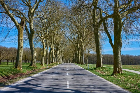 Straight road through a plane tree avenue with long shadows under a clear blue sky, Triesdorf,