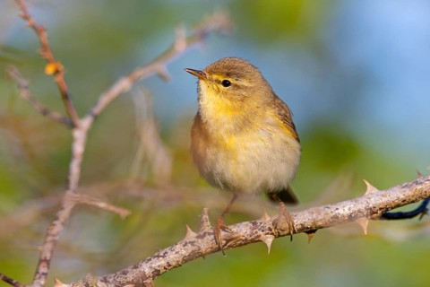 Willow Warbler, Willow Warbler, Phylloscopus trochilus, Pouillot fitis, Mosquitero Musical, Bad