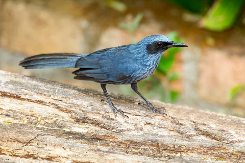 Blue Mockingbird Melanotis caerulescens El Tuito, Jalisco, Mexico 12 June Adult Mimidae