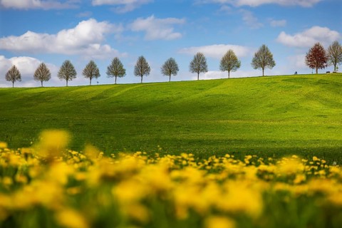 Row of trees on a hill in spring. Landscape on the edge of Schönbuch near Waldenbuch. Waldenbuch,
