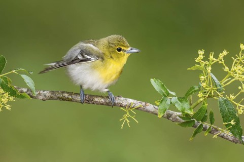 Yellow-throated Vireo (Vireo flavifrons) perched on a branch, Texas, USA