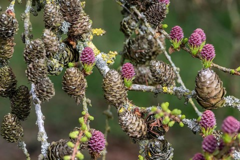 Larch (Larix decidua), blossoms, Emsland, Lower Saxony, Germany