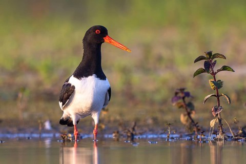 Eurasian Oystercatcher (Haematopus ostralegus), North Rhine-Westphalia, Germany