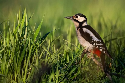 Great spotted woodpecker (Dendrocopos major) sitting on a branch in a meadow, Baden-Württemberg,