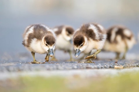 Egyptian goose (Alopochen aegyptiaca) cute chicks on a meadow at the shore of a lake, Bavaria,