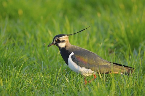 Kiebitz (Vanellus vanellus), Lapwing, im Prachtkleid, morgens, Morgentau auf der Wiese, April, NSG
