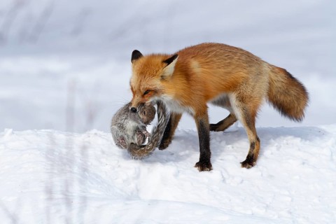 Red fox (vulpes vulpes) hunting eastern gray squirrel (sciurua carolinensis), Montreal botanical
