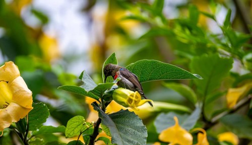 Olive-bellied Sunbird (Cinnyris chloropygius) at a yellow flower, Mgahinga Gorilla National Park,