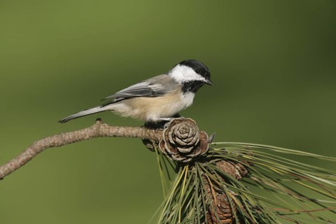 Black-capped Chickadee (Poecile atricapillus), Ohio, USA