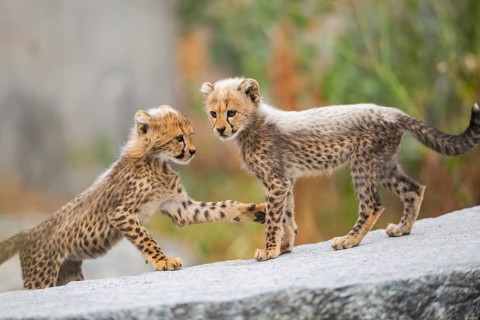 Cheetah (Acinonyx jubatus) youngsters playing with each other, captive, occurrence Africa